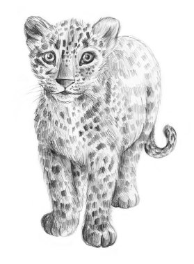 Bebek leopar. Beyaz arkaplanda izole edilmiş kalem çizimi.