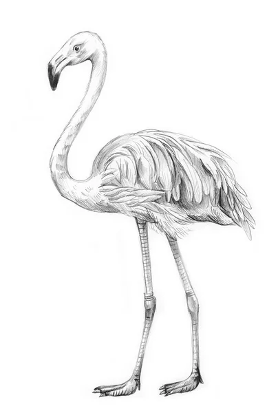 Flamingo Desenho Lápis Isolado Sobre Fundo Branco — Fotografia de Stock