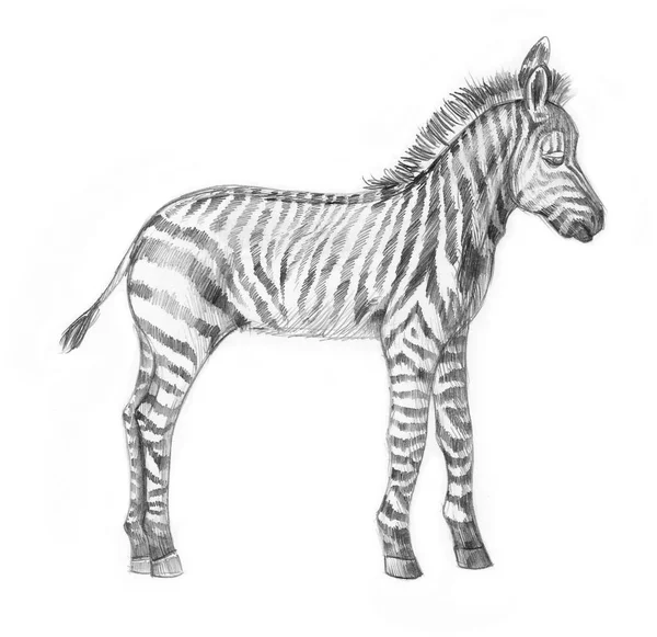 Bebek Zebra Beyaz Arkaplanda Izole Edilmiş Kalem Çizimi — Stok fotoğraf