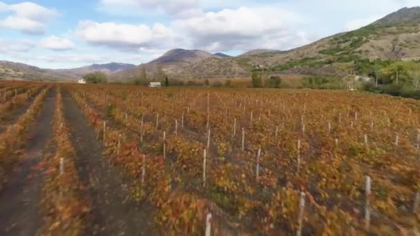 Vue Aérienne Vignoble Rouge Automne — Video