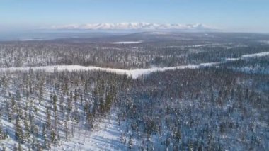 Yüksek rakımlı karlı dağlarda kozalaklı ağaçlar