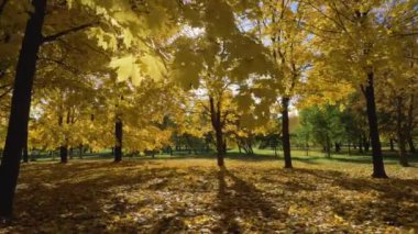 Sarı akçaağaçlı güneşli bir orman ya da park
