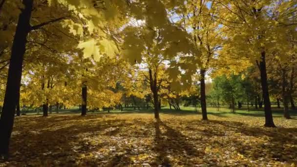 Park Forest Yellow Maple Trees — Stock Video