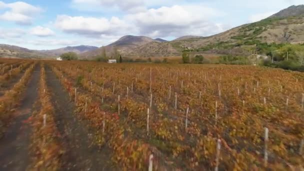 Red Vineyard Field Autumn Harvest Period — Stock Video