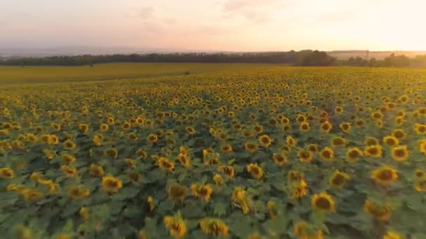 Campo Girasoles Atardecer Cielo Colorido — Vídeo de stock