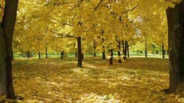 Sarı akçaağaç ağaçları ve yapraklar 2 numaralı parkta.