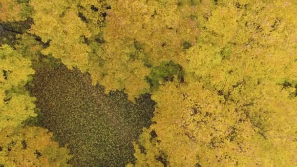 Yellow Maple Trees Autumn Aerial Vertical Top — Stock Video