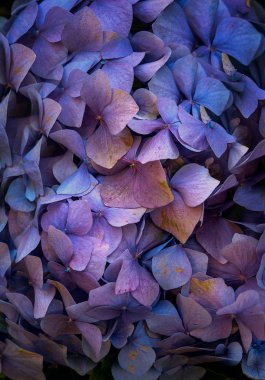 Bahçedeki güzel ortanca çiçekleri