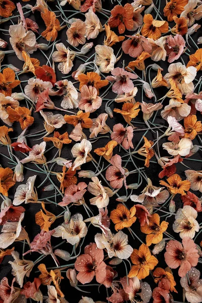 Nasturtium Blommor Dekoration Med Regndroppar — Stockfoto