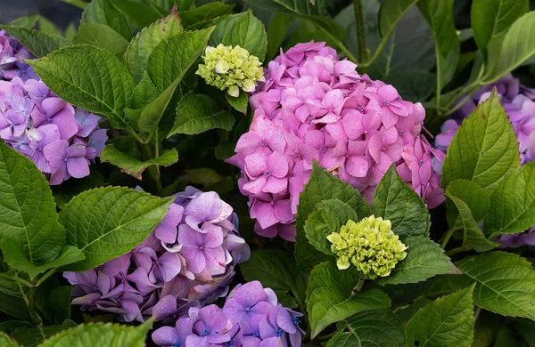Bahçemde Ortanca Çiçekleri — Stok fotoğraf