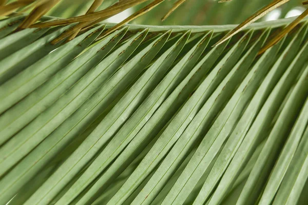 Beautiful Palm Leaves Sun — Stock Photo, Image