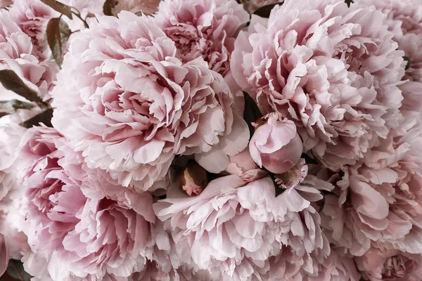 Schöner Strauß Der Rosa Poins — Stockfoto