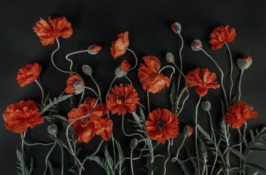 Siyah arka planda kırmızı gelincikler