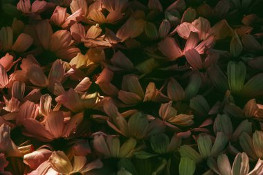 Sonbahar renginde çiçek arkaplanı