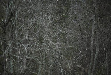 Dark misty beautiful grey winter forest background clipart