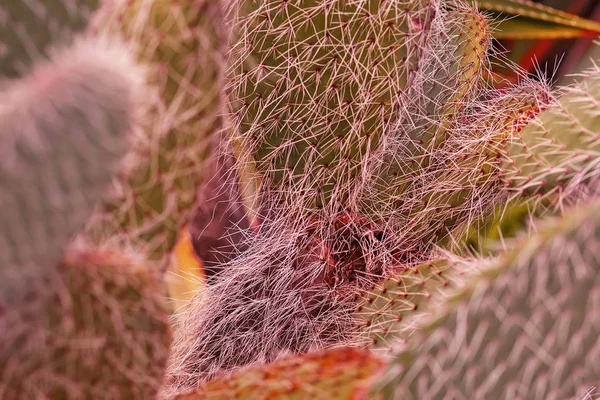 Piękne Liście Kaktusa Innym Kolorze — Zdjęcie stockowe