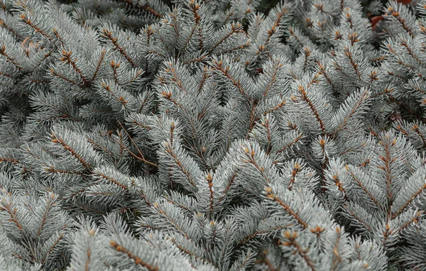 Fundo Belos Ramos Uma Árvore Natal Azul — Fotografia de Stock