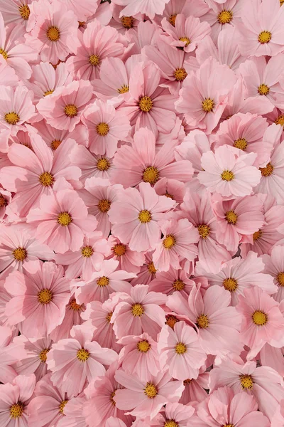 Achtergrond Van Bloemen Stoffige Roos Bovenaanzicht Verticaal — Stockfoto