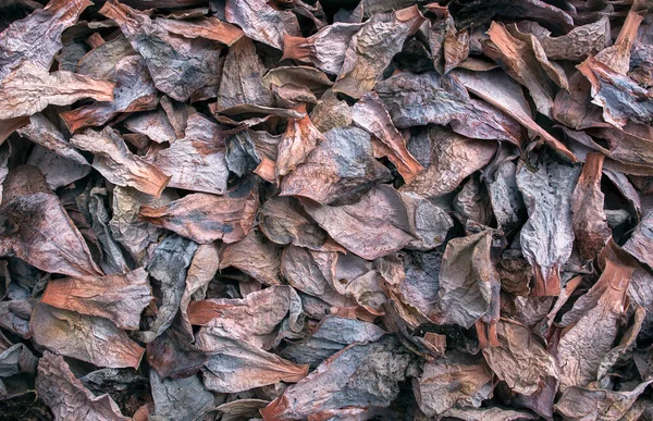 多肉植物の乾燥した葉 トップビュー — ストック写真