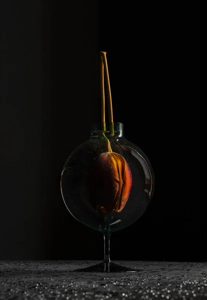 Borgonha Tulipa Vaso Transparente Com Água Fundo Preto — Fotografia de Stock