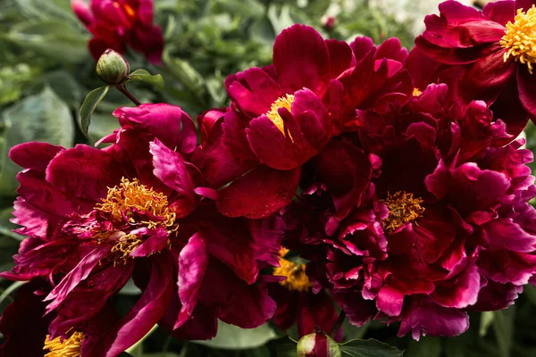 Red Peonies Garden Blooming Red Peony Selective Focus — Stock Photo, Image