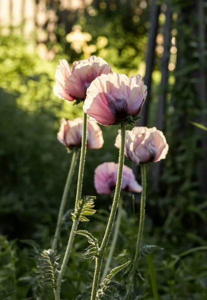 Blooming Pink Flowers Park Summer Time — Stock Photo, Image