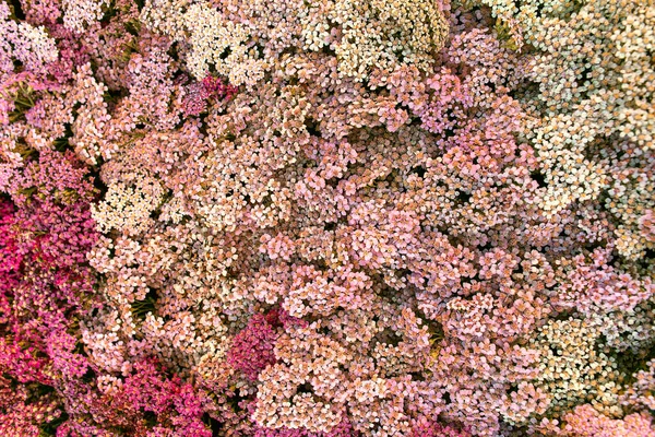 Flores Rosa Verdes Uma Parede — Fotografia de Stock