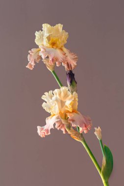 Koyu arkaplanda sarı çiçek demeti