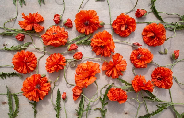 Rote Blumen Auf Grauem Hintergrund — Stockfoto