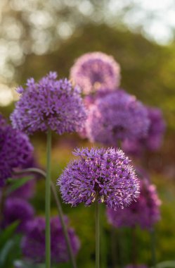 Bahçede çiçek açan mor alyum çiçekleri (allium cristophil) ve kiraz kuşları. Bahçıvanlık kavramı, soğanlı bitkilerin yetiştirilmesi.