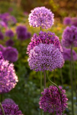 Bahçede çiçek açan mor alyum çiçekleri (allium cristophil) ve kiraz kuşları. Bahçıvanlık kavramı, soğanlı bitkilerin yetiştirilmesi.
