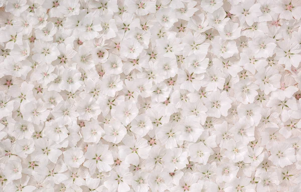Λευκά Λουλούδια Φόντο Floral Μοτίβο — Φωτογραφία Αρχείου