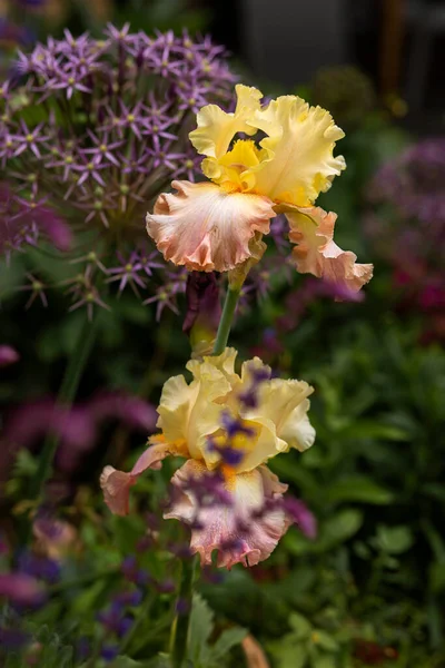 Close Shot Yellow Pink Flowers — Stock Photo, Image