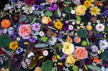 Suda çok renkli çiçekler, siyah arkaplan