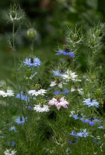 Schöne Blumen Garten — Stockfoto