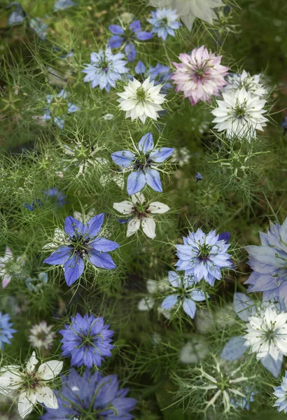 Schöne Blumen Garten — Stockfoto