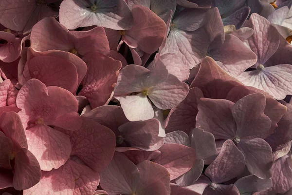 Пелюстки Квітів Цвітіння Флорі Ботаніці — стокове фото