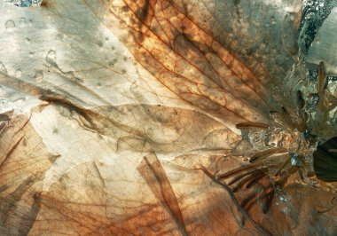 tam çerçeve resmi, soyut çiçek yaprağı arkaplanı