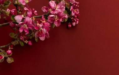 Sakura çiçekleri kırmızı duvarda çiçek açıyor. 