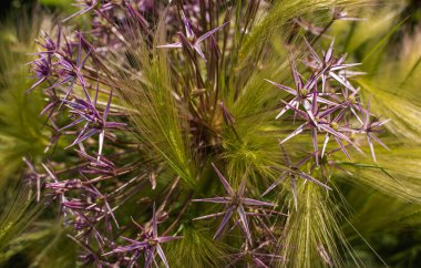 Flora ve botanik, mor çiçekli yeşil çimen bitkisi