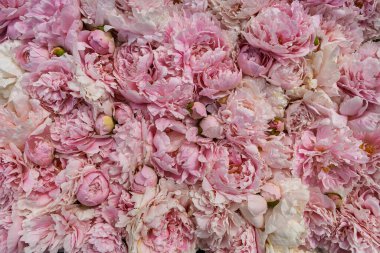 çiçek açan şakayık çiçekleri, bitki örtüsü ve bitki örtüsü 