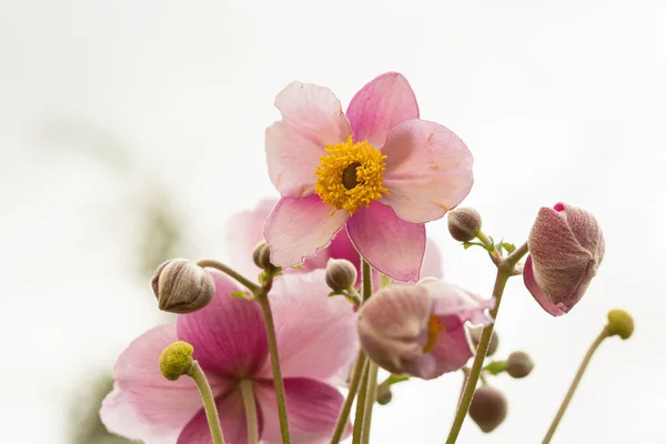 Anemone Flowers Garden Selective Focus — Stock Photo, Image