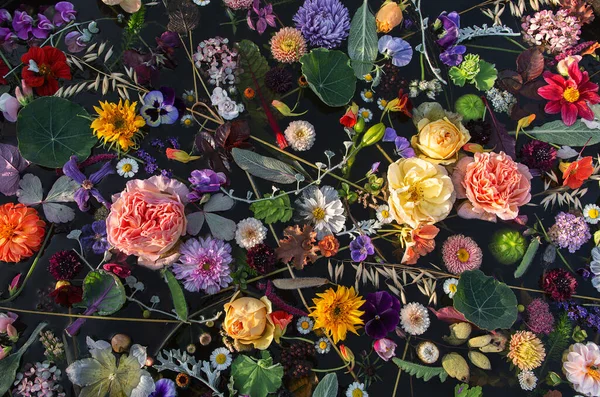 Різнокольорові Квіти Чорний Фон Вид Зверху — стокове фото