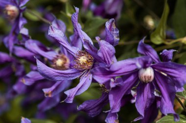 Leylak çiçekleri - çiçek arkaplanı