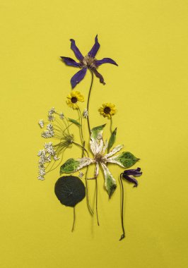 Sarı kağıtta farklı kuru çiçekler.