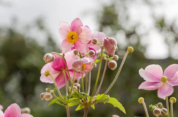 Anemone Flowers Garden Selective Focus — Stock Photo, Image
