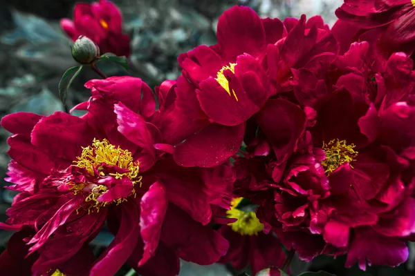 Blooming Red Peonies Summer Garden — Stock Photo, Image