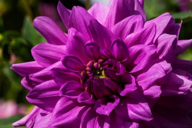 Bahçede mor yıldız çiçekleri