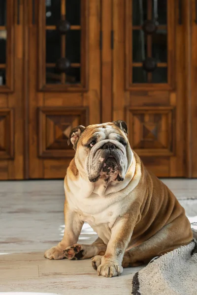 Niedliche Bulldogge Sitzt Auf Holzboden Zimmer — Stockfoto