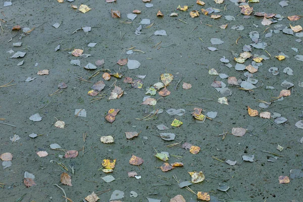 Outono Seco Folhas Caídas Solo Cinzento — Fotografia de Stock